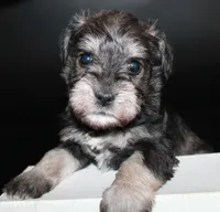 AKC Female 3, a female Miniature Schnauzer for sale in Westmoreland, TN – Photo 1 of 4