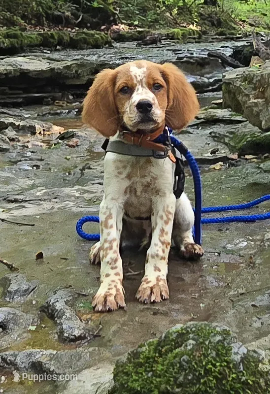 Brittany--Trained, a male French Brittany for sale in Westmoreland, TN – 1 of 1