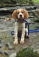 Brittany--Trained, a male French Brittany for sale in Westmoreland, TN – 1 of 1