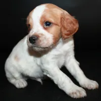 AKC Male 4, a male French Brittany for sale in Westmoreland, TN – Photo 2 of 4