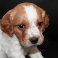 AKC Male 4, a male French Brittany for sale in Westmoreland, TN – Photo 1 of 4