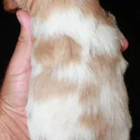 AKC Male 4, a male French Brittany for sale in Westmoreland, TN – Photo 4 of 4