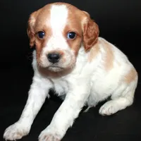 AKC Male 4, a male French Brittany for sale in Westmoreland, TN – Photo 3 of 4