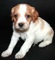 processed/e8333360-a471-4653-875d-540878d79d8a/listing/1a0d5a9a-f1d9-4254-beb3-660fbf50e4fd/7ddd5805-daad-40e0-9130-de1b6f0724f8