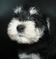 AKC Miniature Schnauzers, a male Miniature Schnauzer for sale in Westmoreland, TN – 2 of 5