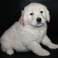 AKC Male 2, a male Golden Retriever for sale in Westmoreland, TN – Photo 3 of 4