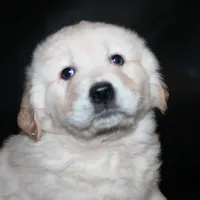 AKC Male 2, a male Golden Retriever for sale in Westmoreland, TN – Photo 1 of 4