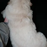 AKC Male 2, a male Golden Retriever for sale in Westmoreland, TN – Photo 4 of 4