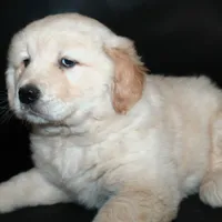 AKC Male 2, a male Golden Retriever for sale in Westmoreland, TN – Photo 2 of 4