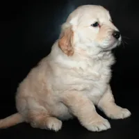 AKC Female 1, a female Golden Retriever for sale in Westmoreland, TN – Photo 3 of 4