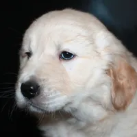 AKC Female 1, a female Golden Retriever for sale in Westmoreland, TN – Photo 2 of 4