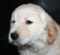 processed/e8333360-a471-4653-875d-540878d79d8a/listing/3459ac00-8e61-49fb-81ba-570538b7a80a/6f1e703e-55b7-4ef9-af9e-bae76ae1e07d