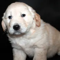 AKC Female 1, a female Golden Retriever for sale in Westmoreland, TN – Photo 1 of 4