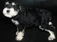 AKC Miniature Schnauzers, a male Miniature Schnauzer for sale in Westmoreland, TN – 3 of 5