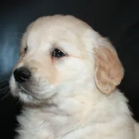 AKC Male 4, a male Golden Retriever for sale in Westmoreland, TN – Photo 2 of 5