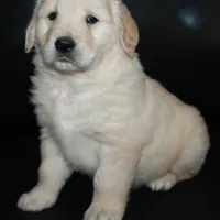 AKC Male 4, a male Golden Retriever for sale in Westmoreland, TN – Photo 3 of 5