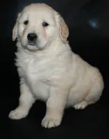 AKC Male 4, a male Golden Retriever for sale in Westmoreland, TN – Photo 3 of 5