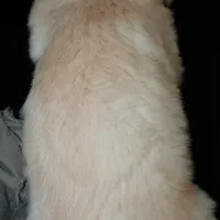 AKC Male 4, a male Golden Retriever for sale in Westmoreland, TN – Photo 5 of 5