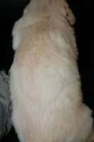 AKC Male 4, a male Golden Retriever for sale in Westmoreland, TN – Photo 5 of 5