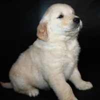 AKC Male 4, a male Golden Retriever for sale in Westmoreland, TN – Photo 4 of 5