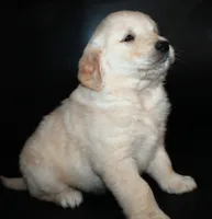 AKC Male 4, a male Golden Retriever for sale in Westmoreland, TN – Photo 4 of 5