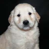 AKC Male 4, a male Golden Retriever for sale in Westmoreland, TN – Photo 1 of 5