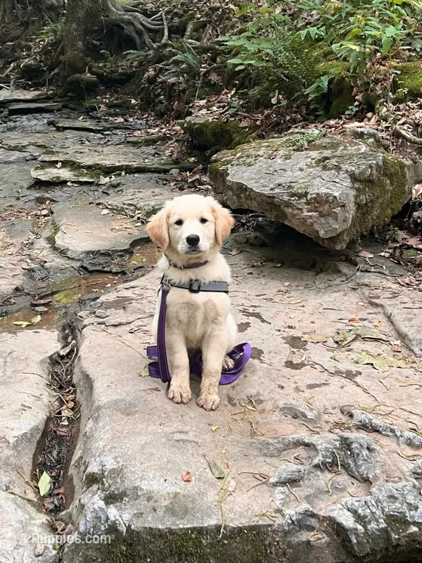 Golden Retriever--Trained – Golden Retriever puppy for sale in Westmoreland, TN