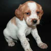 AKC Female 2, a female French Brittany for sale in Westmoreland, TN – Photo 2 of 5