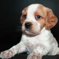 AKC Female 2, a female French Brittany for sale in Westmoreland, TN – Photo 1 of 5