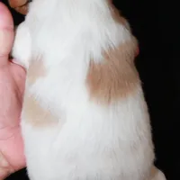 AKC Female 2, a female French Brittany for sale in Westmoreland, TN – Photo 5 of 5