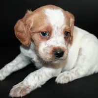 AKC Female 2, a female French Brittany for sale in Westmoreland, TN – Photo 3 of 5