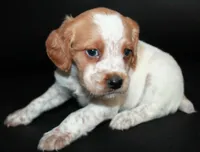 processed/e8333360-a471-4653-875d-540878d79d8a/listing/62100f0f-a72e-4dd2-8b43-83a82f119427/f940fd59-da8a-430b-b3eb-951853debb34