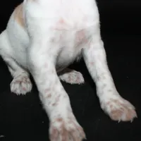 AKC Female 2, a female French Brittany for sale in Westmoreland, TN – Photo 4 of 5