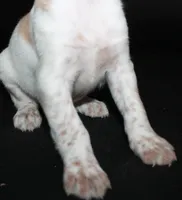 processed/e8333360-a471-4653-875d-540878d79d8a/listing/62100f0f-a72e-4dd2-8b43-83a82f119427/ff0b387a-233b-4439-8639-2e52899b0101