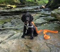 English Cocker -Trained, a female English Cocker Spaniel for sale in Westmoreland, TN – 1 of 1