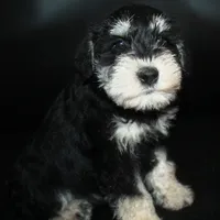 AKC Miniature Schnauzers, a male Miniature Schnauzer for sale in Westmoreland, TN – 4 of 5
