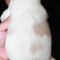 AKC Female 1, a female French Brittany for sale in Westmoreland, TN – Photo 5 of 5