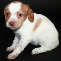 AKC Female 1, a female French Brittany for sale in Westmoreland, TN – Photo 2 of 5