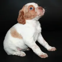 AKC Female 1, a female French Brittany for sale in Westmoreland, TN – Photo 4 of 5