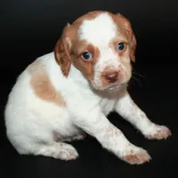 AKC Female 1, a female French Brittany for sale in Westmoreland, TN – Photo 3 of 5