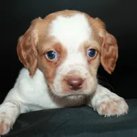 AKC Female 1, a female French Brittany for sale in Westmoreland, TN – Photo 1 of 5