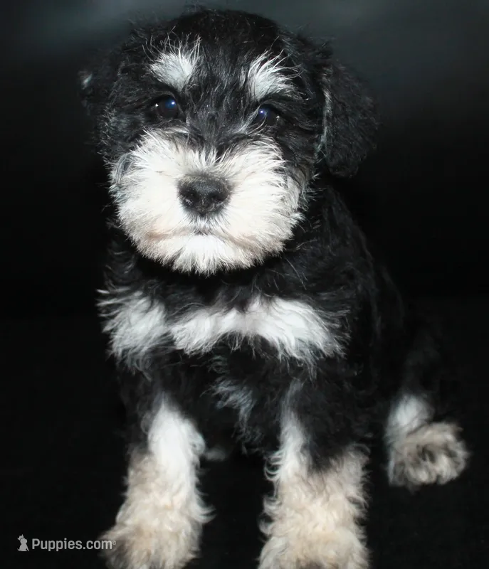 AKC Miniature Schnauzers, a male Miniature Schnauzer for sale in Westmoreland, TN – 1 of 5