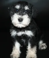 AKC Miniature Schnauzers, a male Miniature Schnauzer for sale in Westmoreland, TN – 1 of 5