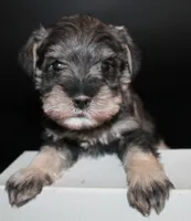 AKC Male 4, a male Miniature Schnauzer for sale in Westmoreland, TN – Photo 1 of 4