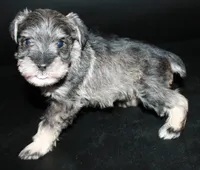 AKC Male 4, a male Miniature Schnauzer for sale in Westmoreland, TN – Photo 3 of 4