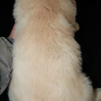 AKC Female 6, a female Golden Retriever for sale in Westmoreland, TN – Photo 4 of 4