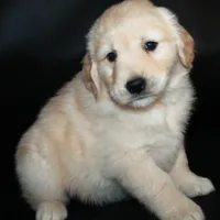 AKC Female 6, a female Golden Retriever for sale in Westmoreland, TN – Photo 3 of 4