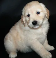 AKC Female 6, a female Golden Retriever for sale in Westmoreland, TN – Photo 3 of 4