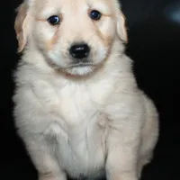 AKC Female 6, a female Golden Retriever for sale in Westmoreland, TN – Photo 1 of 4