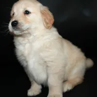 AKC Female 6, a female Golden Retriever for sale in Westmoreland, TN – Photo 2 of 4